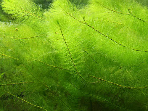 Unterwasser-Pflanzen-Sortimente: mehr Sauerstoff und weniger Algen