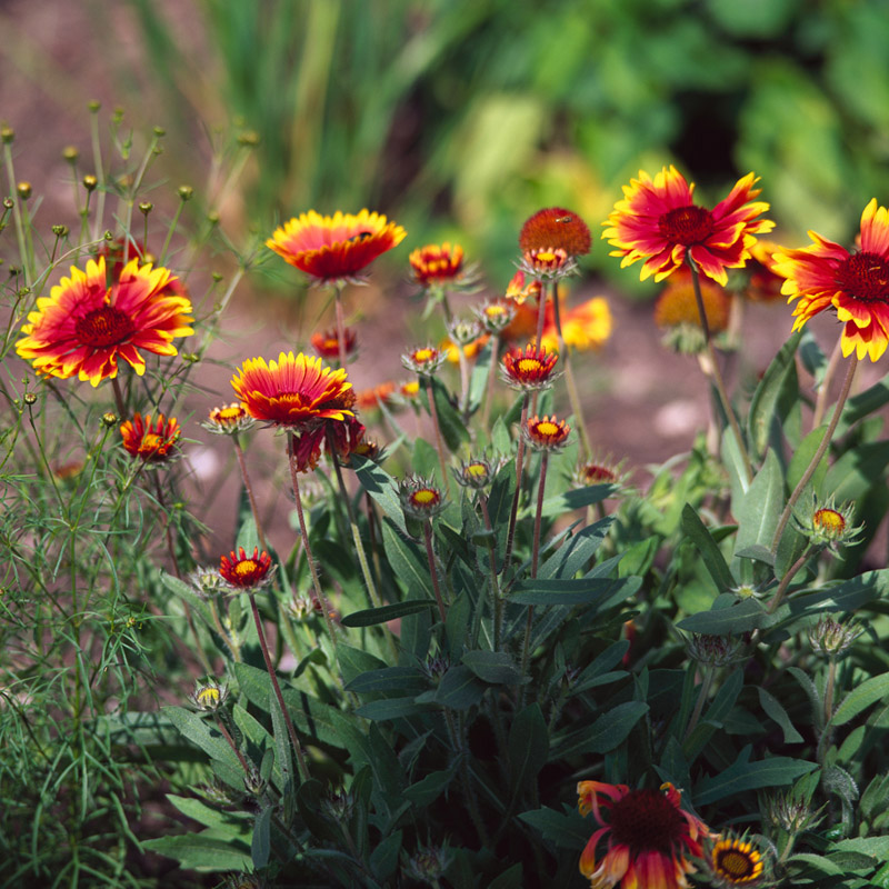 Kokardenblume Naturagart Gartnerei Sonnenstauden
