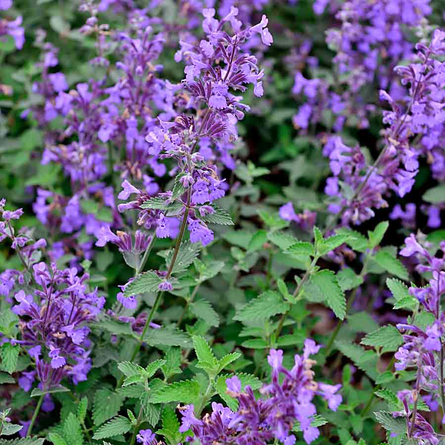 Duftpflanze Lilablaue Katzenminze in Blüte