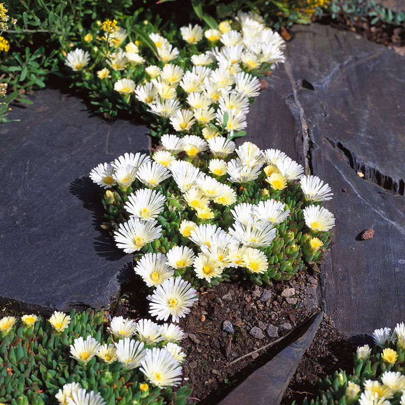 Artikelbild 1 des Artikels “Stauden-Mittagsblume, weiß “
