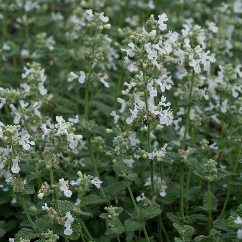 Duftpflanze Weiße Katzenminze in Blüte