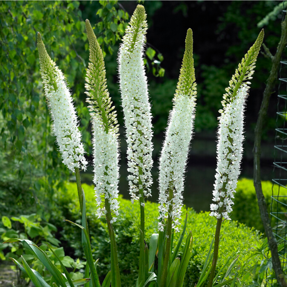 Artikelbild 1 des Artikels “Steppenkerze 'himalaicus' “