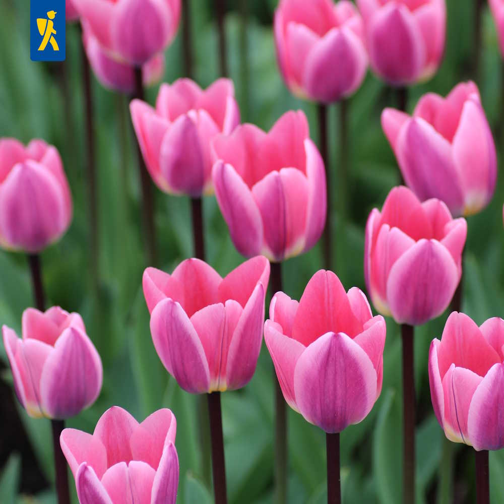 Artikelbild 1 des Artikels “Darwin-Tulpe Light and Dreamy 25 Stück “