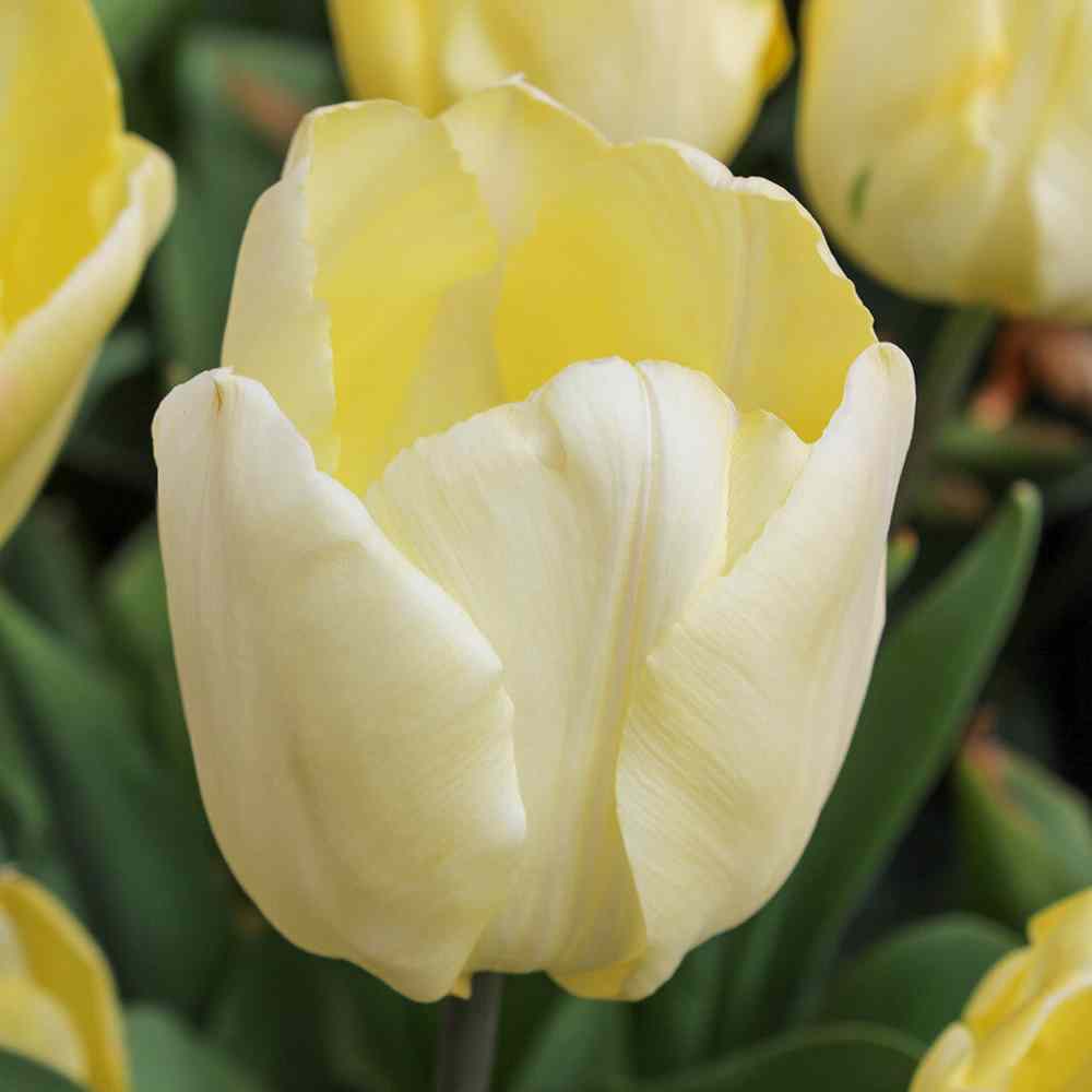Artikelbild 1 des Artikels “Tulpe Cheers, 50 Stück “