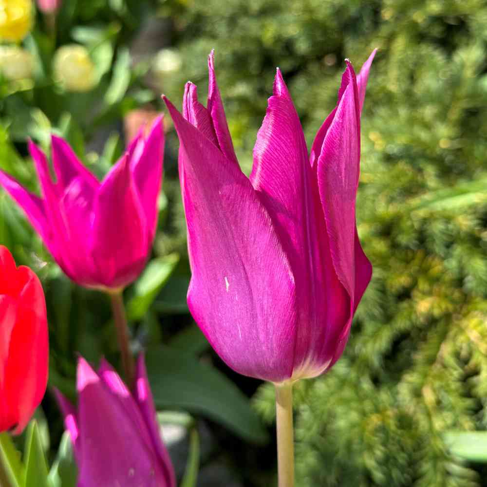 Artikelbild 1 des Artikels “Tulpe Purple Dream, 25 Stück “