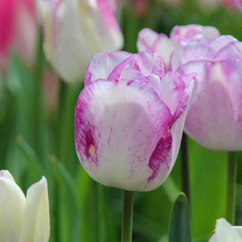 Artikelbild 1 des Artikels “Tulpe Shirley, 25 Stück “