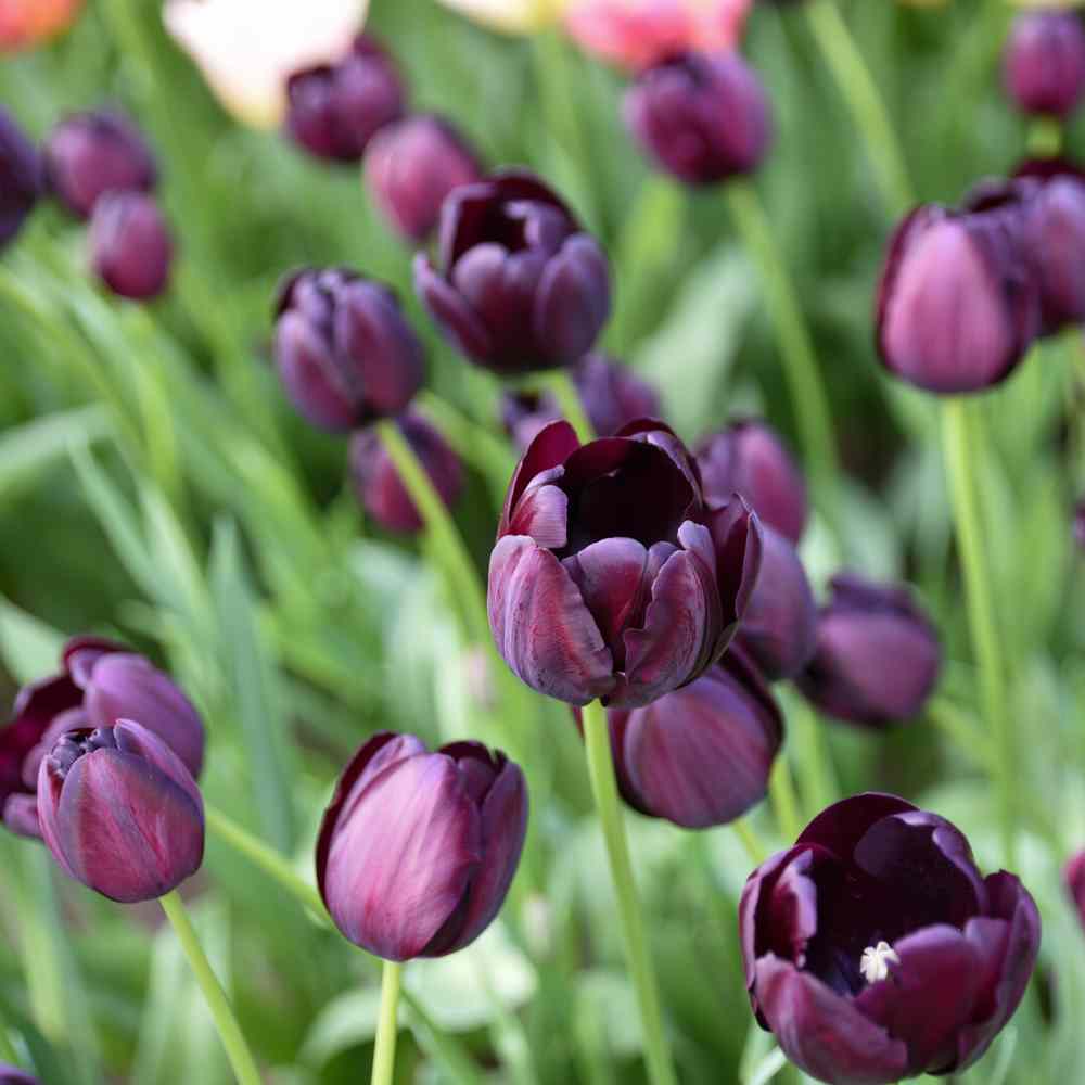 Artikelbild 1 des Artikels “Tulpe, Queen of Night, 15 Stück “