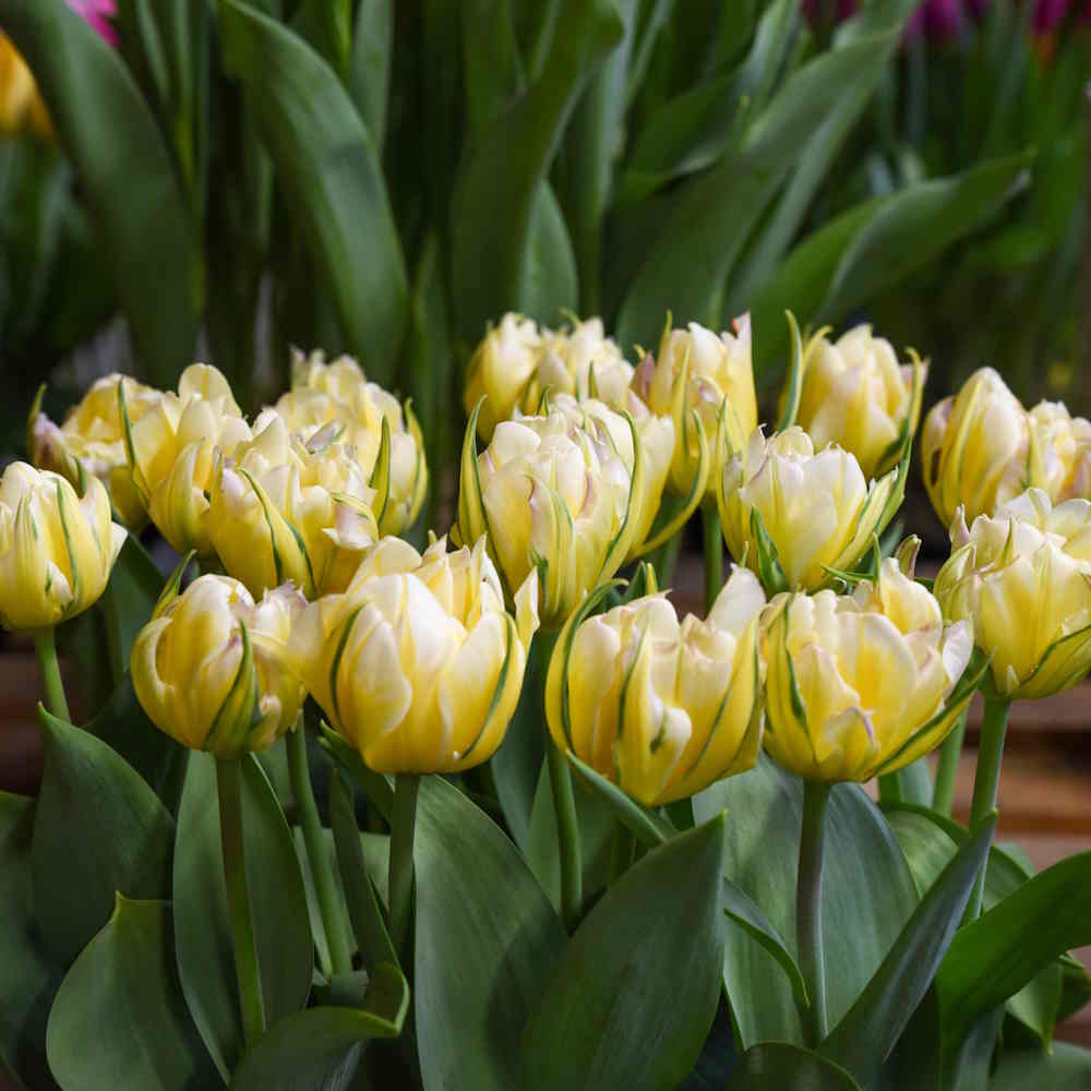 Artikelbild 1 des Artikels “Tulpe, Sweet Valley “