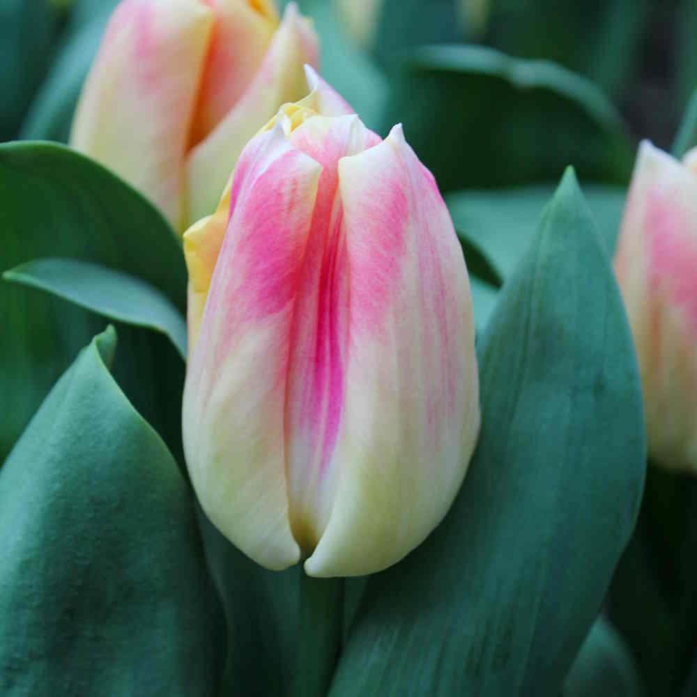 Artikelbild 1 des Artikels “Tulpe Pleasure “