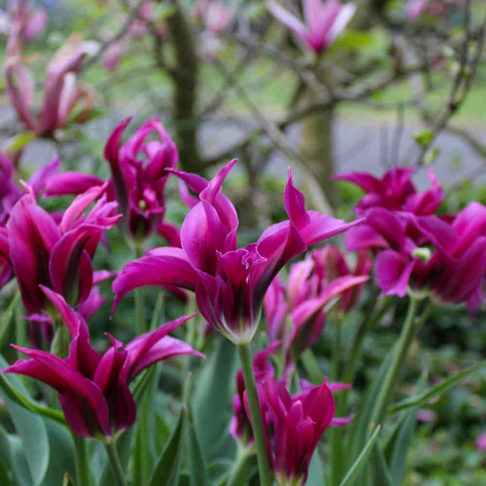 Artikelbild 1 des Artikels “Tulpe, Purple Doll “