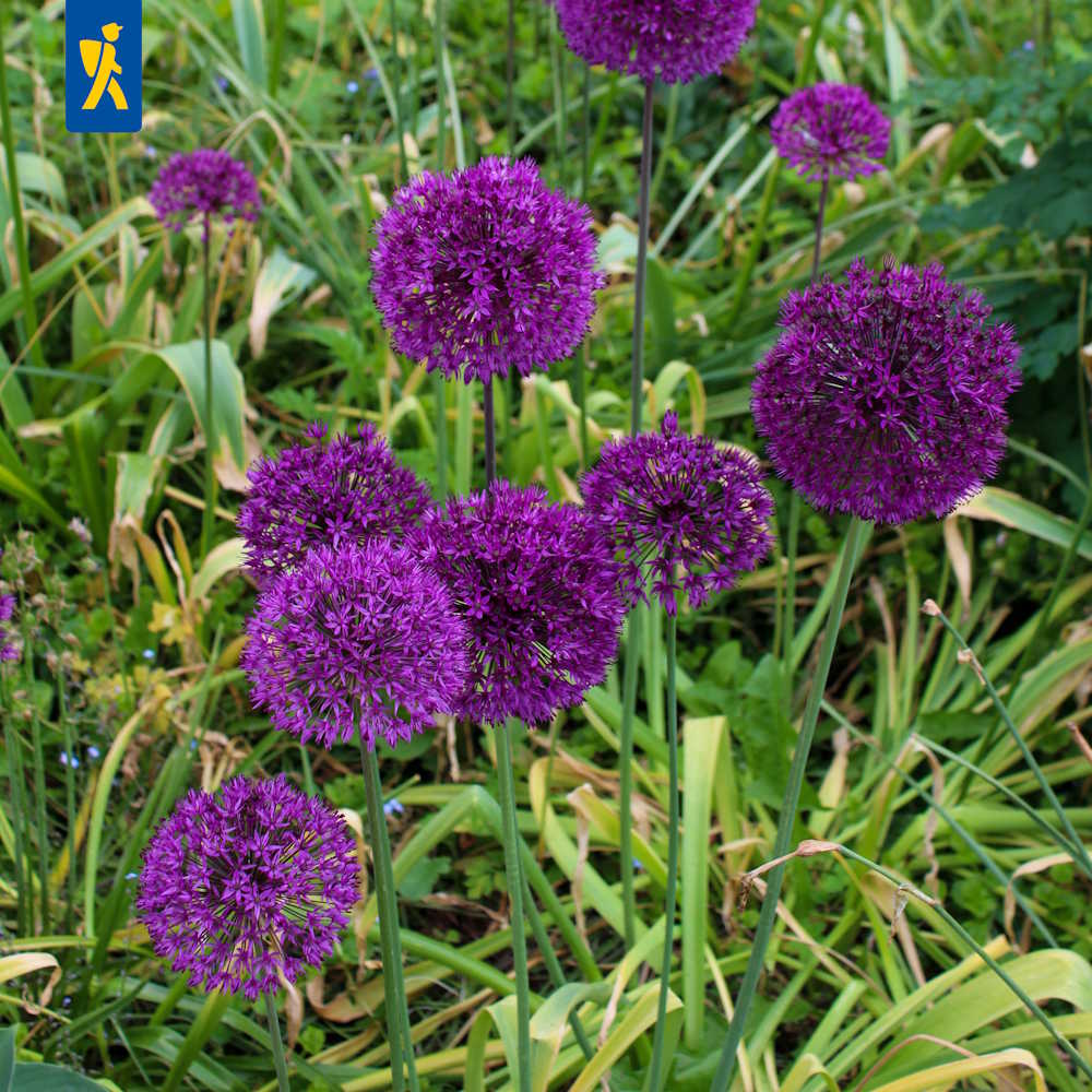 Artikelbild 1 des Artikels “Lauch Purple Sensation, 15 Stück “