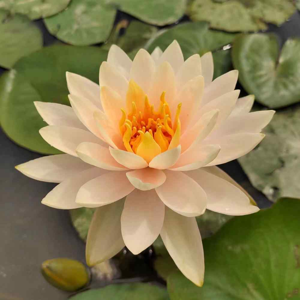 Artikelbild 1 des Artikels “Seerose Inner Light “
