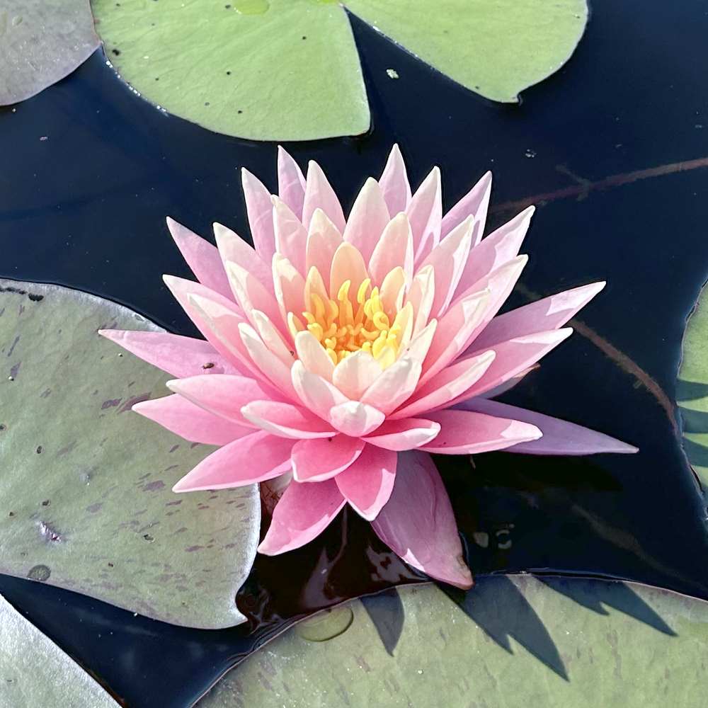 Artikelbild 1 des Artikels “Seerose Sunny Pink “