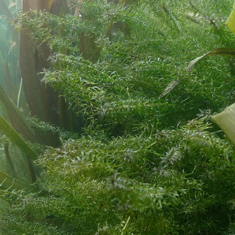Wasserpest Elodea 3 KG  Schwimmpflanzen gegen Algen Teichpflanzen Wasserpflanzen 