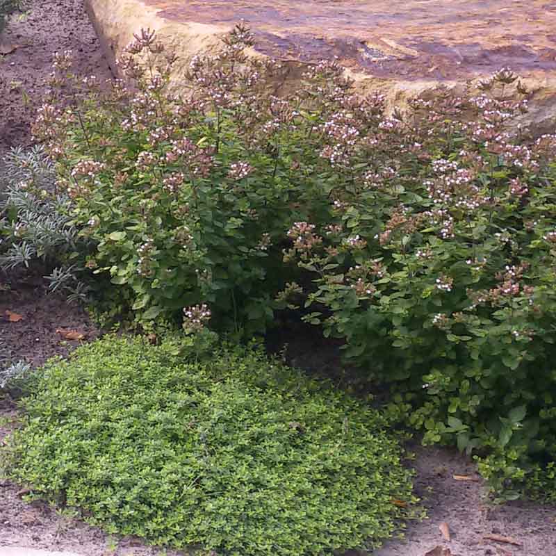 Artikelbild 10 des Artikels “Sonnen-Stauden niedrig bis mittelhoch Nr. 1 “