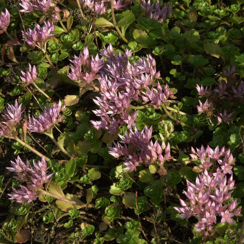 Artikelbild 10 des Artikels “Dachstauden-Sortiment “