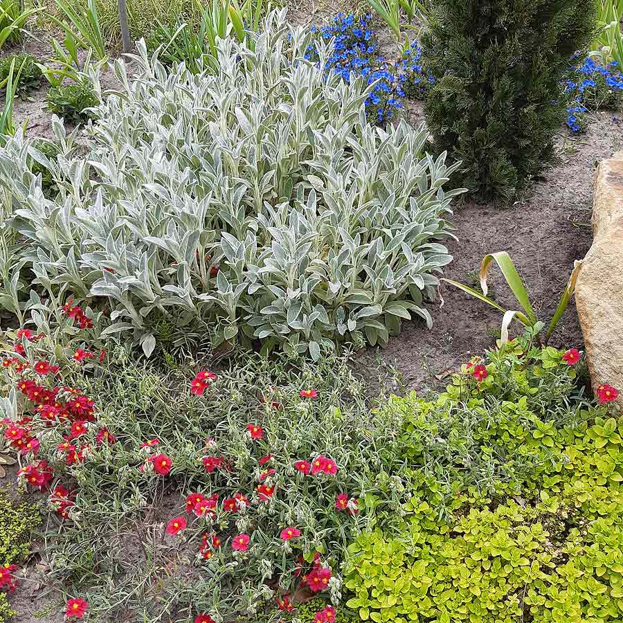 Artikelbild 11 des Artikels “Sonnen-Stauden niedrig bis mittelhoch Nr. 1 “