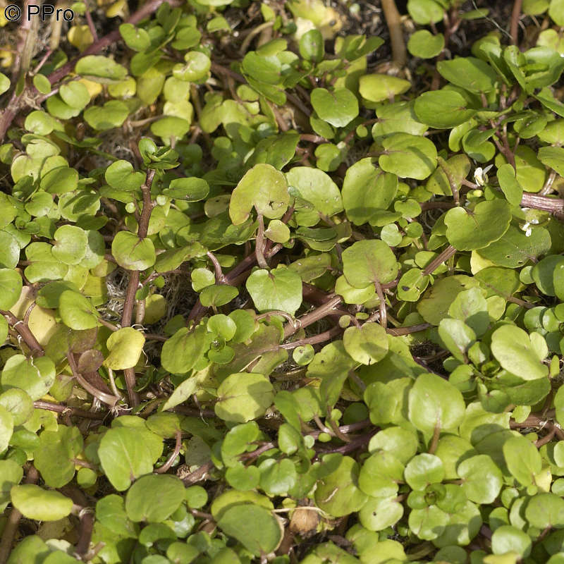 Artikelbild 12 des Artikels “Natur-Teichpflanzen 200 “