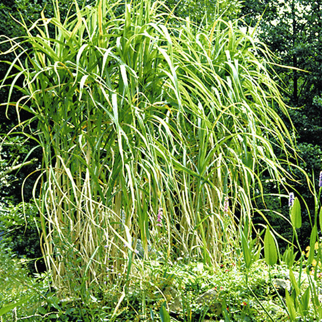 Artikelbild 2 des Artikels “Gräser-Kulisse 6 “