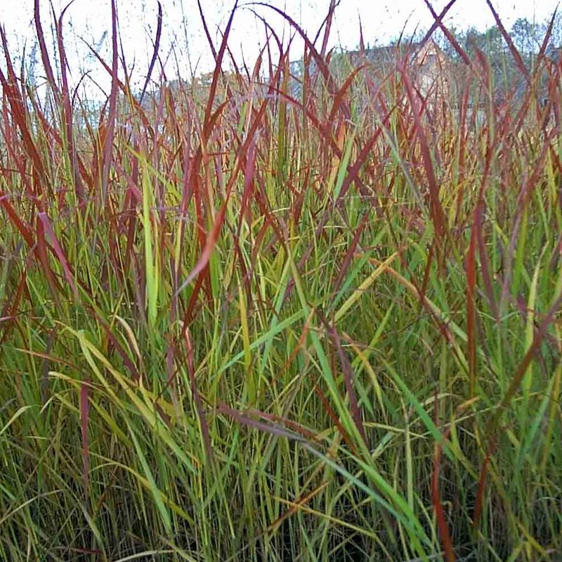 Artikelbild 2 des Artikels “Gräser-Sortiment mittelhoch 12 “