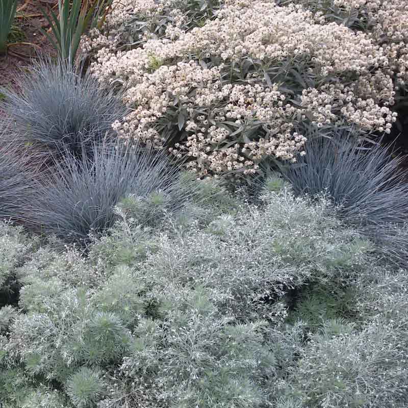 Artikelbild 2 des Artikels “Sonnen-Stauden niedrig Nr. 1 “