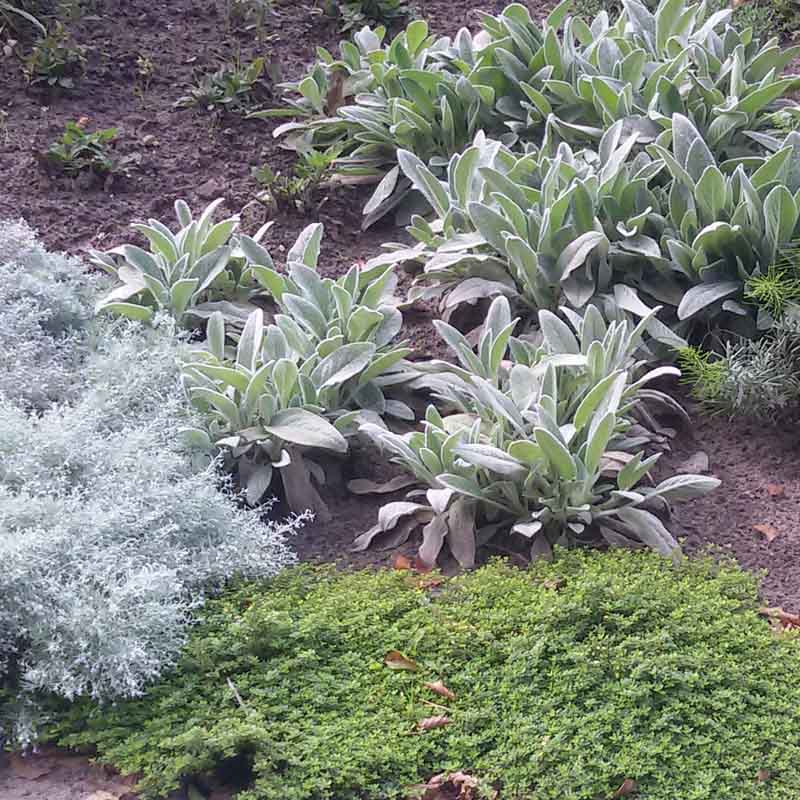 Artikelbild 2 des Artikels “Sonnen-Stauden niedrig bis mittelhoch Nr. 1 “