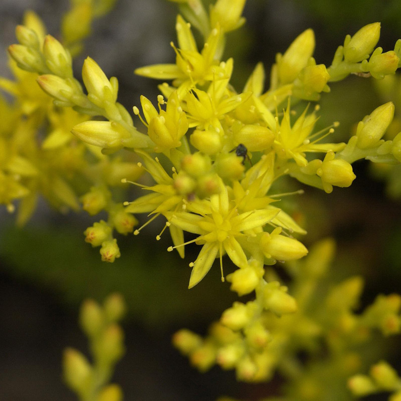 Artikelbild 2 des Artikels “Dachstauden-Sortiment “