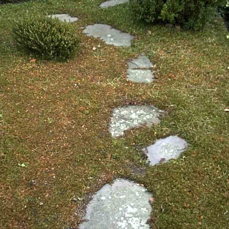 Artikelbild 2 des Artikels “Trampelkraut 10 “