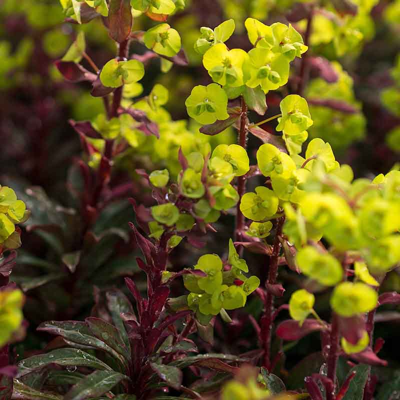 Artikelbild 2 des Artikels “Halbschatten-Stauden mittelhoch Nr. 1 “