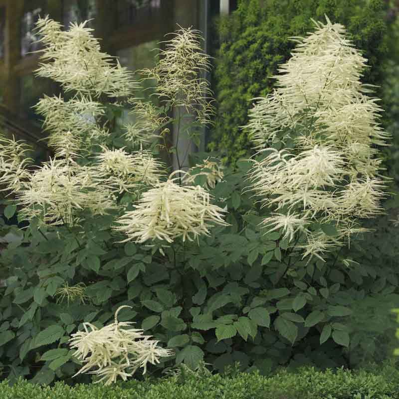 Artikelbild 2 des Artikels “Halbschatten-Stauden mittelhoch Nr. 3 “