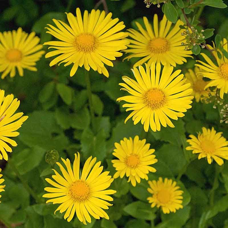 Artikelbild 2 des Artikels “Halbschatten-Stauden niedrig Nr. 2 “