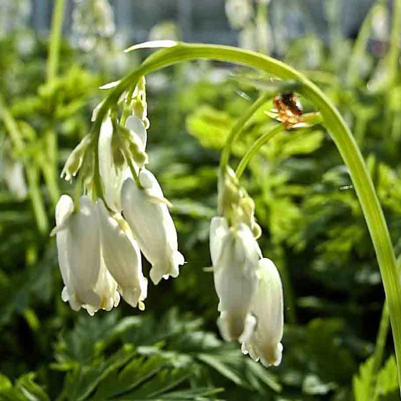 Artikelbild 2 des Artikels “Halbschatten-Stauden niedrig Nr. 3 “