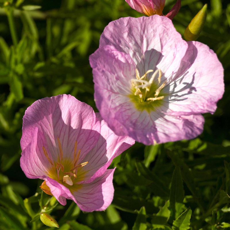 Artikelbild 2 des Artikels “Die wiederkehrende rosa Pracht “
