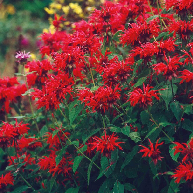 Artikelbild 2 des Artikels “Die wiederkehrende rote Pracht “