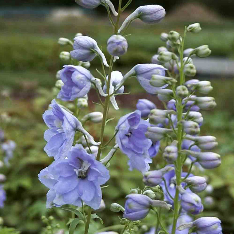 Artikelbild 2 des Artikels “Die wiederkehrende blaue Pracht “