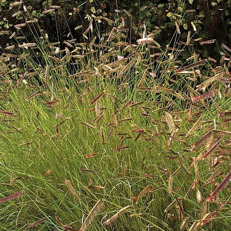 Artikelbild 2 des Artikels “Kleine, feine Schönheiten “