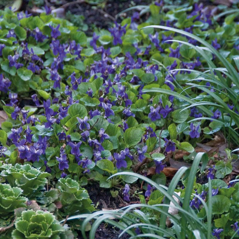Artikelbild 2 des Artikels “Die besonderen Heckenbegleiter “