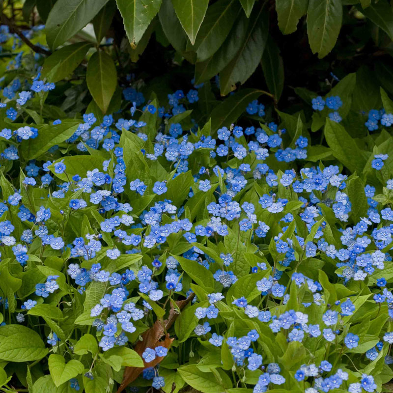 Artikelbild 2 des Artikels “Rhododendron-Unterpflanzung blau “