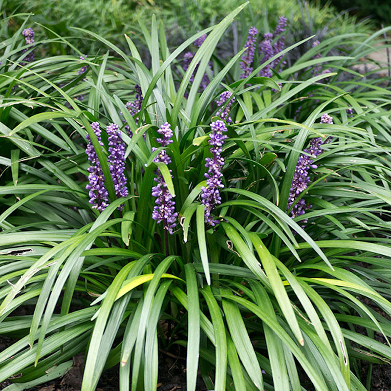Artikelbild 2 des Artikels “Rhododendron-Unterpflanzung rosa / violett “