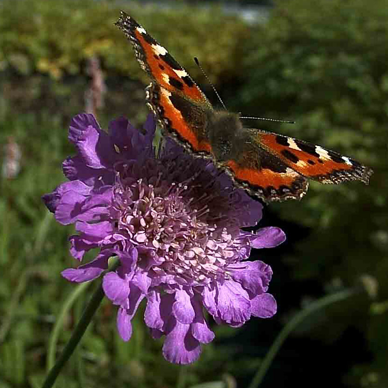 Artikelbild 2 des Artikels “Schmetterlingsgarten, niedrig “