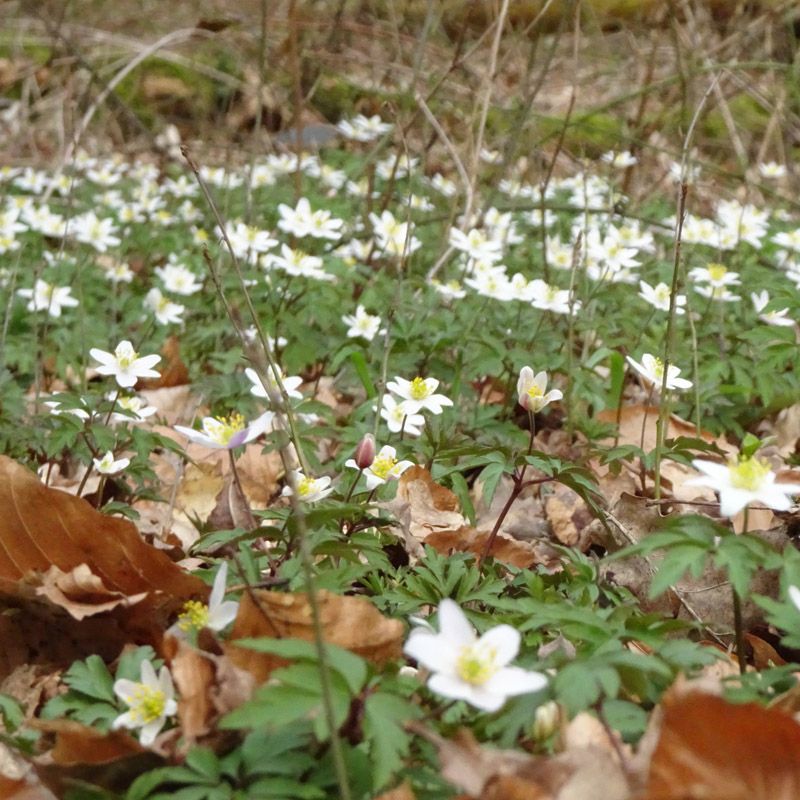 Artikelbild 2 des Artikels “Buschwindröschen “