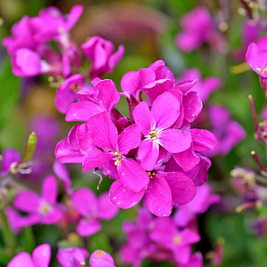 Artikelbild 2 des Artikels “Wimperblättrige Gänsekresse “