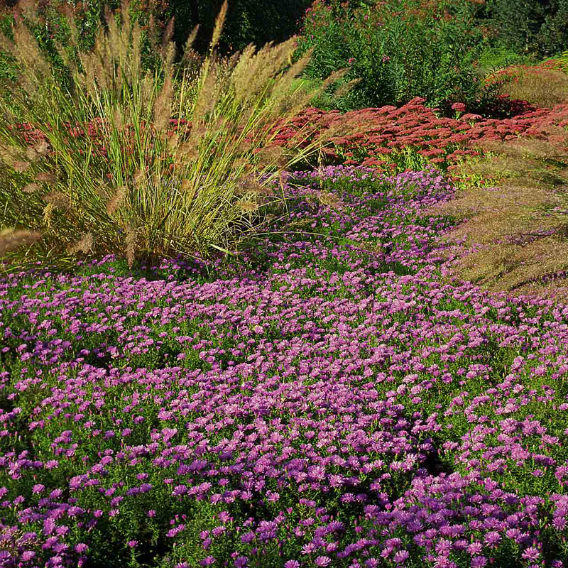 Artikelbild 2 des Artikels “Herbstkissen-Aster, blauviolett “
