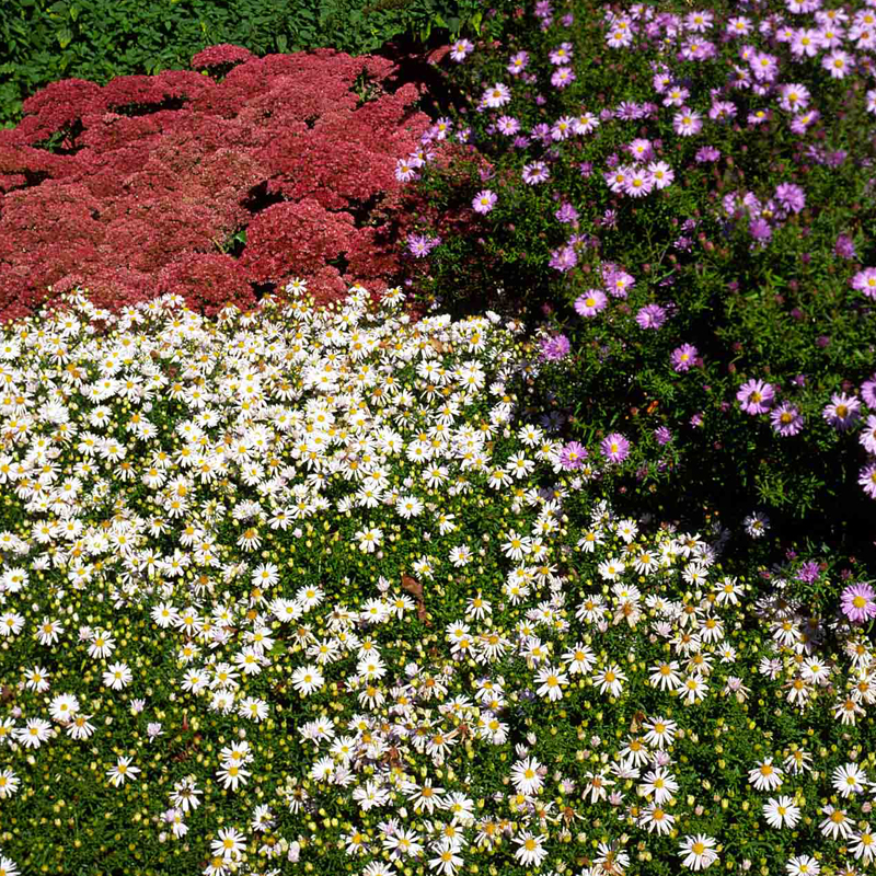 Artikelbild 2 des Artikels “Herbstkissen-Aster, weiß “