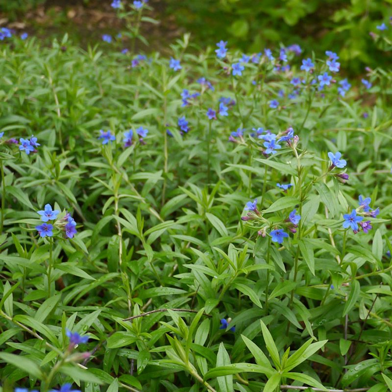 Artikelbild 2 des Artikels “Schatten-Steinsame “