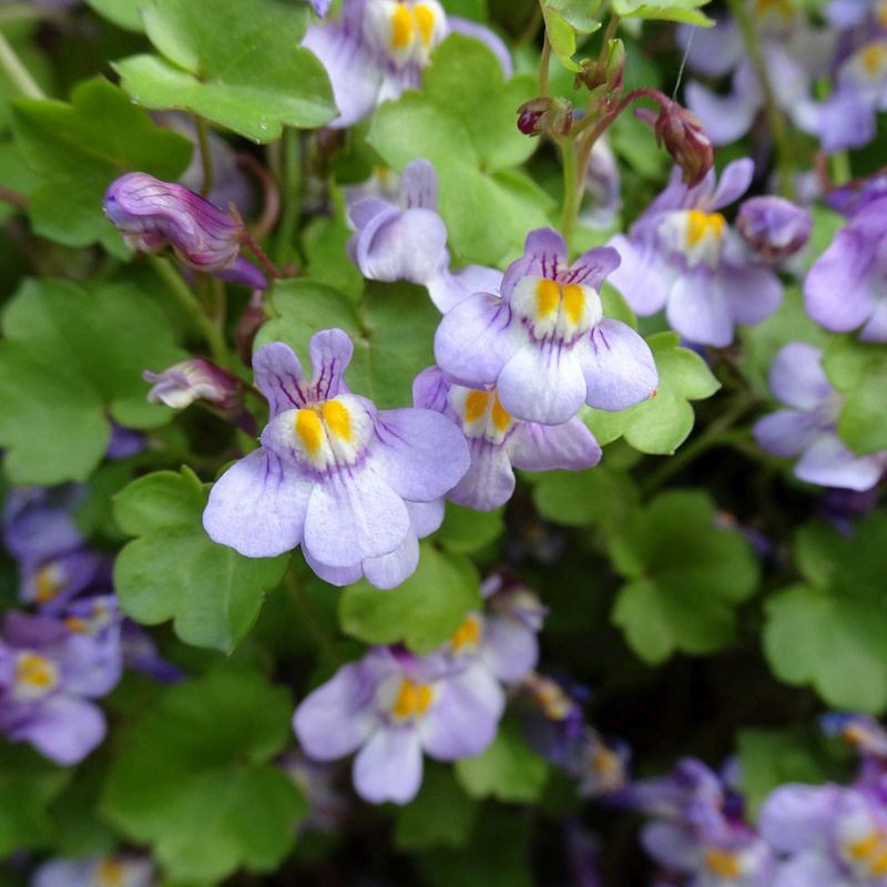 Artikelbild 2 des Artikels “Zimbelkraut “