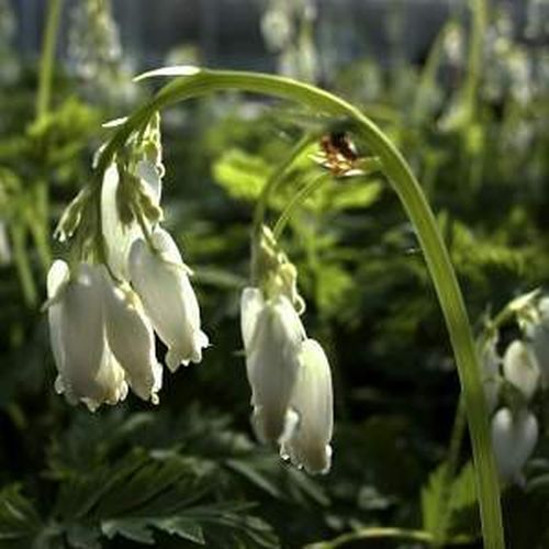 Artikelbild 2 des Artikels “Herzblume, weiß “