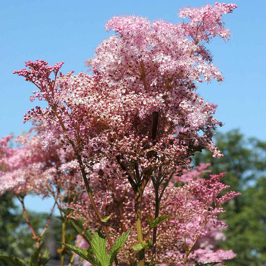 Artikelbild 2 des Artikels “Mädesüß, rosarot “