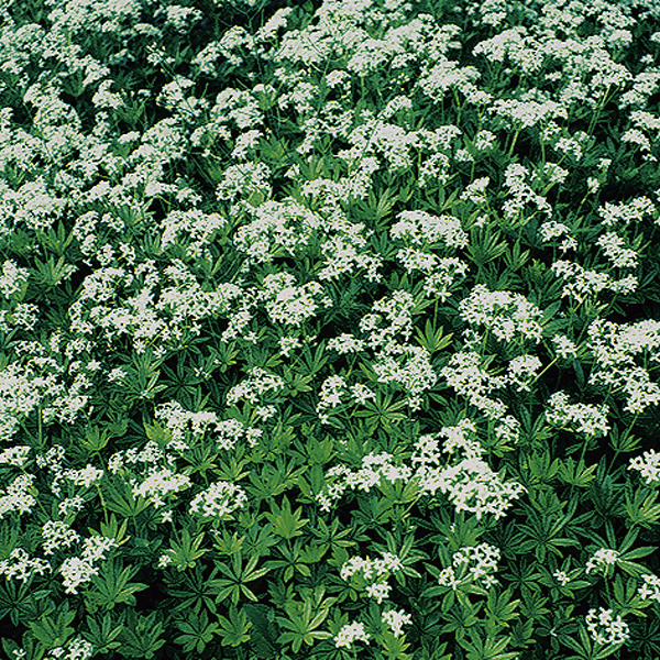 Artikelbild 2 des Artikels “Waldmeister “