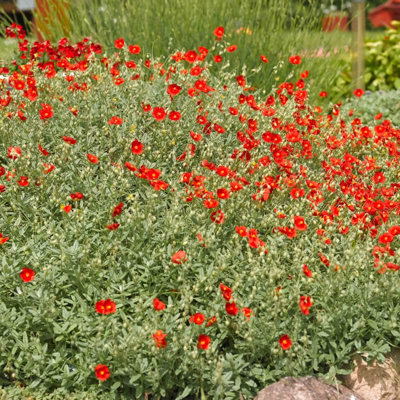 Artikelbild 2 des Artikels “Sonnenröschen, dunkelrot “